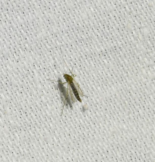 Chironominae