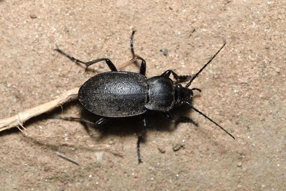 Carabus scabriusculus - érdes futrinka Carabus scabriusculus - érdes futrinka
