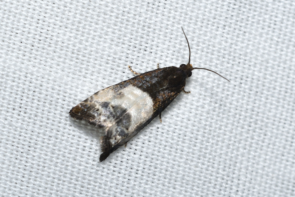 Notocelia