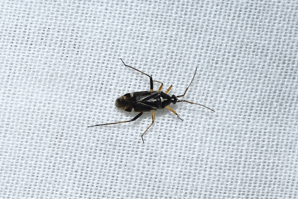 Harpocera