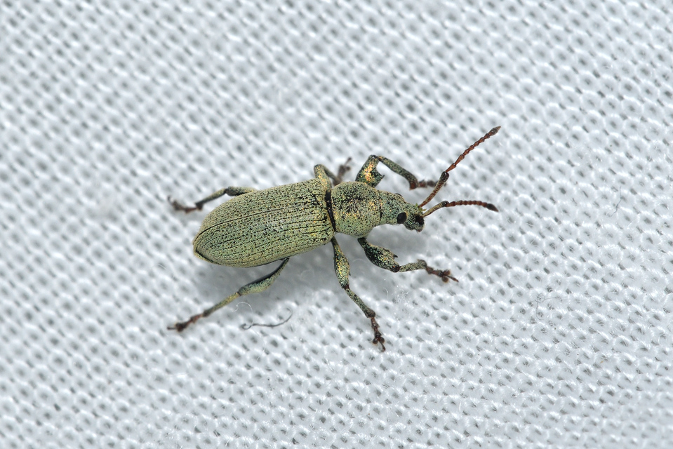 Phyllobius pomaceus - csalán-levélormányos