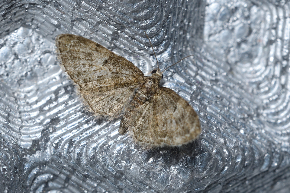 Eupithecia dodoneata - tölgy-törpearaszoló