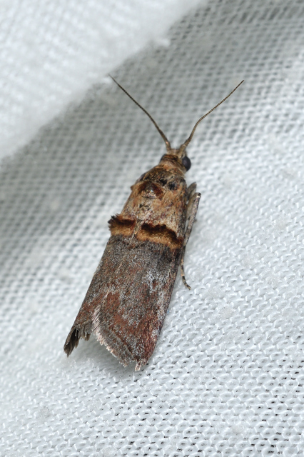 Trachonitis cristella - bokorrágó karcsúmoly