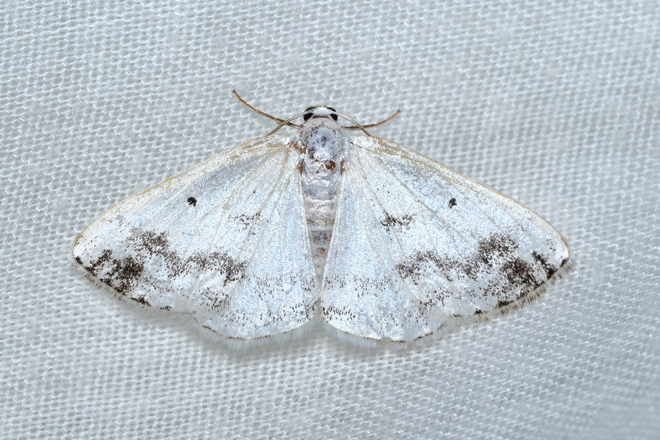 Lomographa temerata - foltos fehéraraszoló