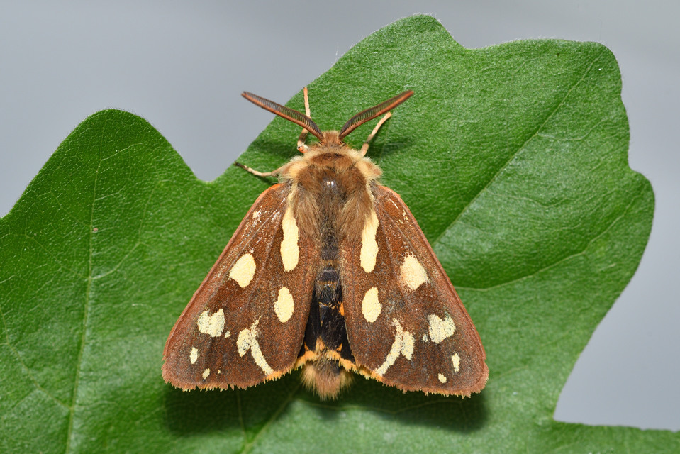 Hyphoraia aulica - barna medvelepke