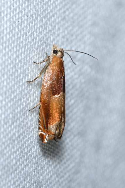 Ancylis mitterbacheriana - tölgysodró horgasmoly