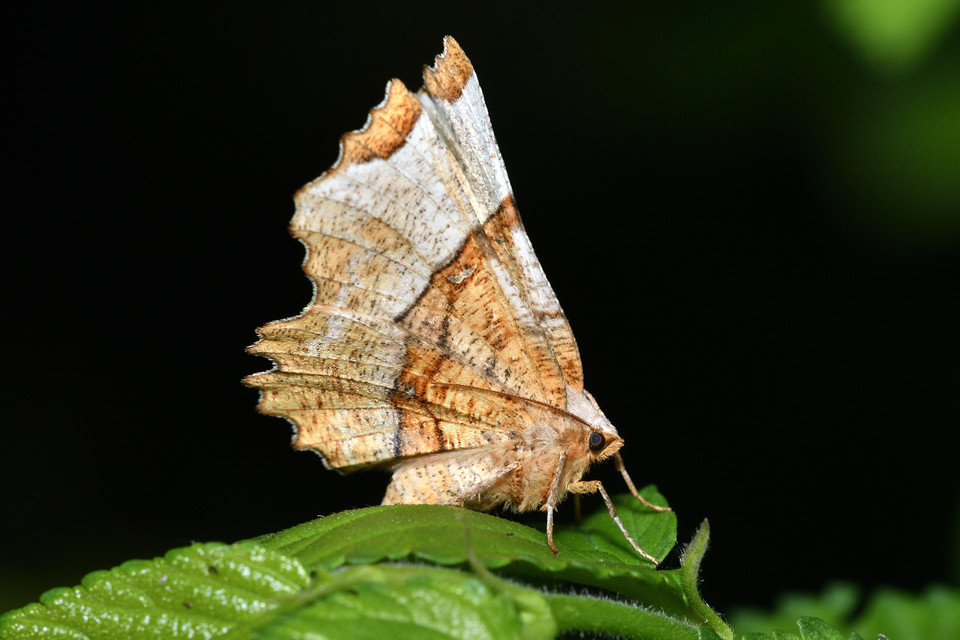 Selenia lunularia - egyfoltos holdasaraszoló