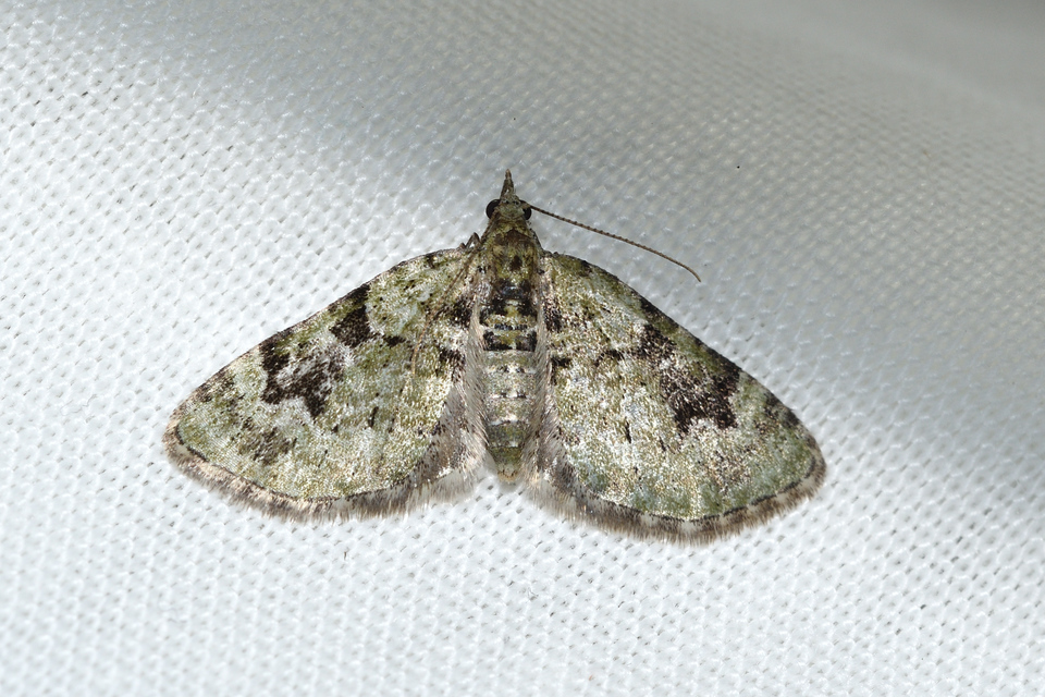 Chloroclystis v-ata - zöldes törpearaszoló
