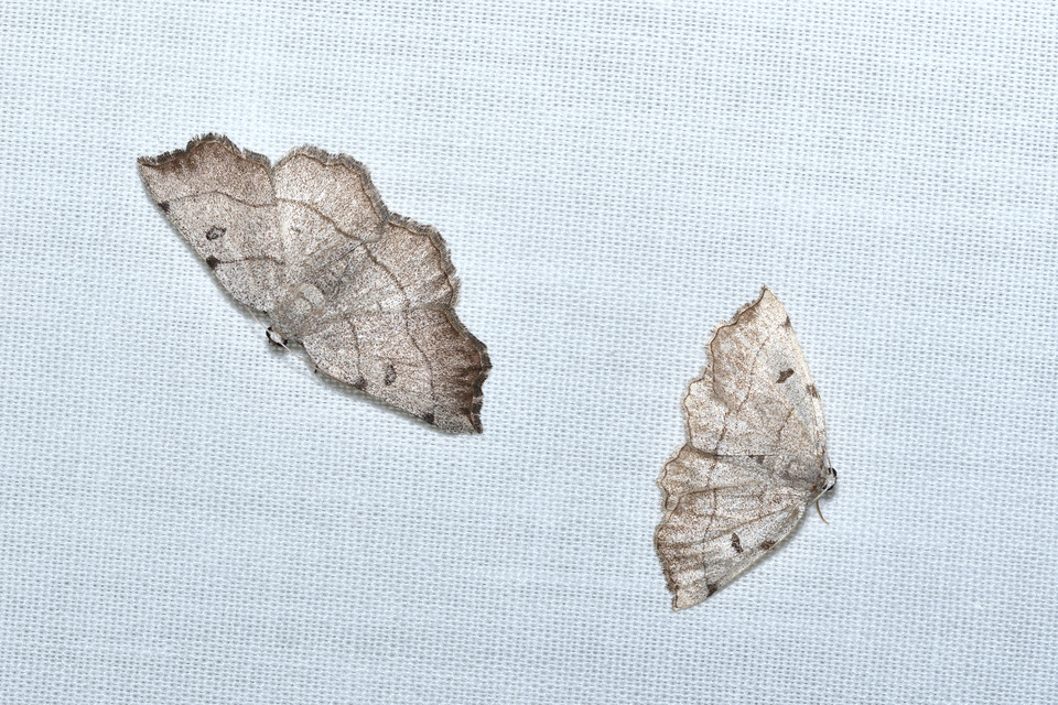 Eilicrinia trinotata - háromjegyű araszoló