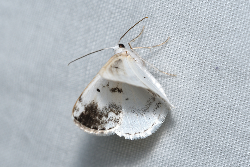 Lomographa temerata - foltos fehéraraszoló
