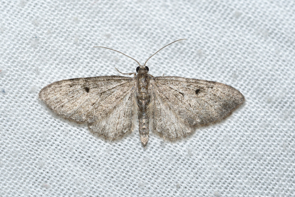 Eupithecia virgaureata - aranyvessző-törpearaszoló