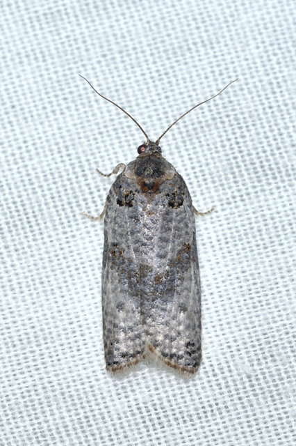 Pseudeulia asinana - korai sodrómoly