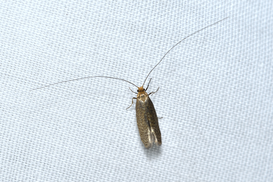 Nematopogon