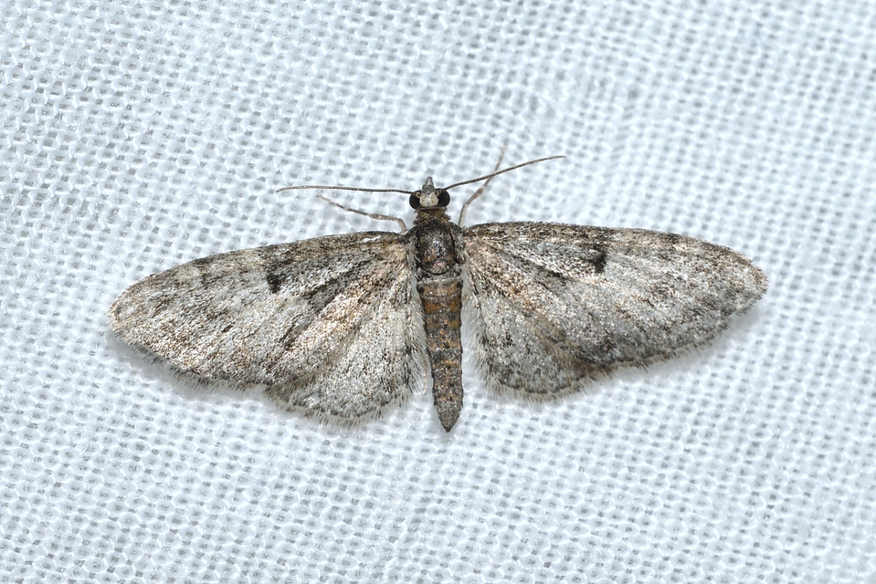 Eupithecia dodoneata - tölgy-törpearaszoló