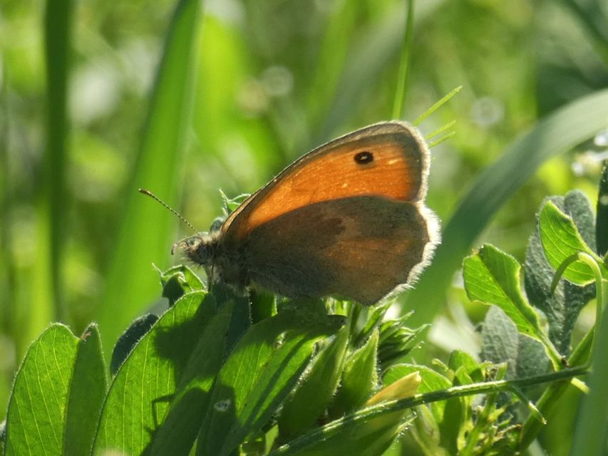 Coenonympha pamphilus - kis szénalepke