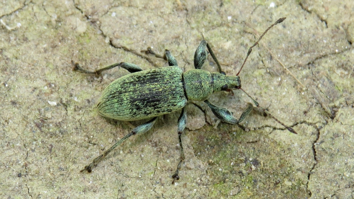 Phyllobius pomaceus - csalán-levélormányos