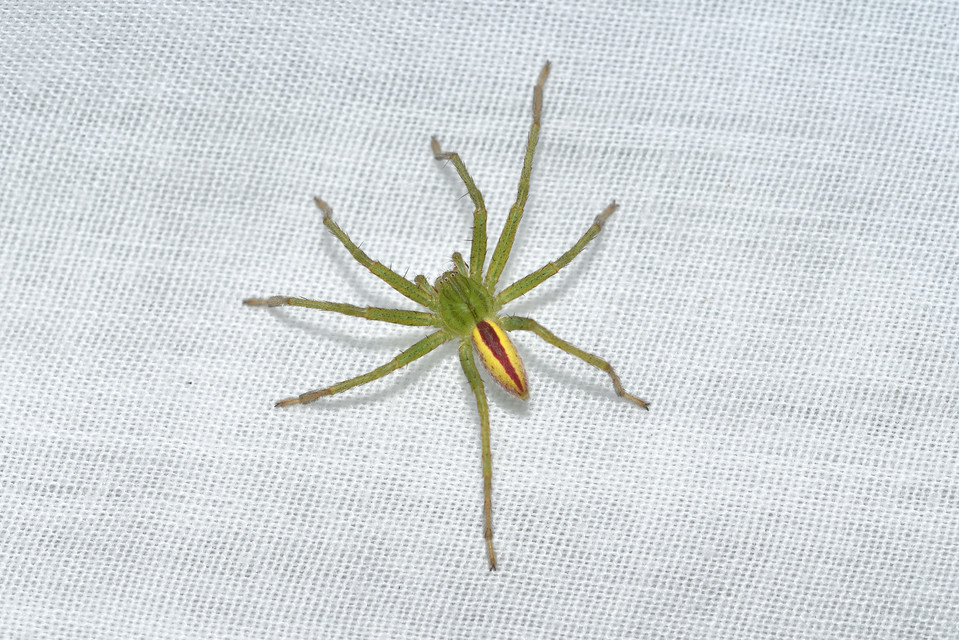 Micrommata virescens - hunyópók