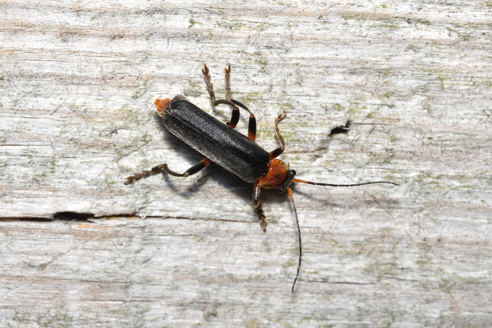 Cantharis livida - mezei lágybogár