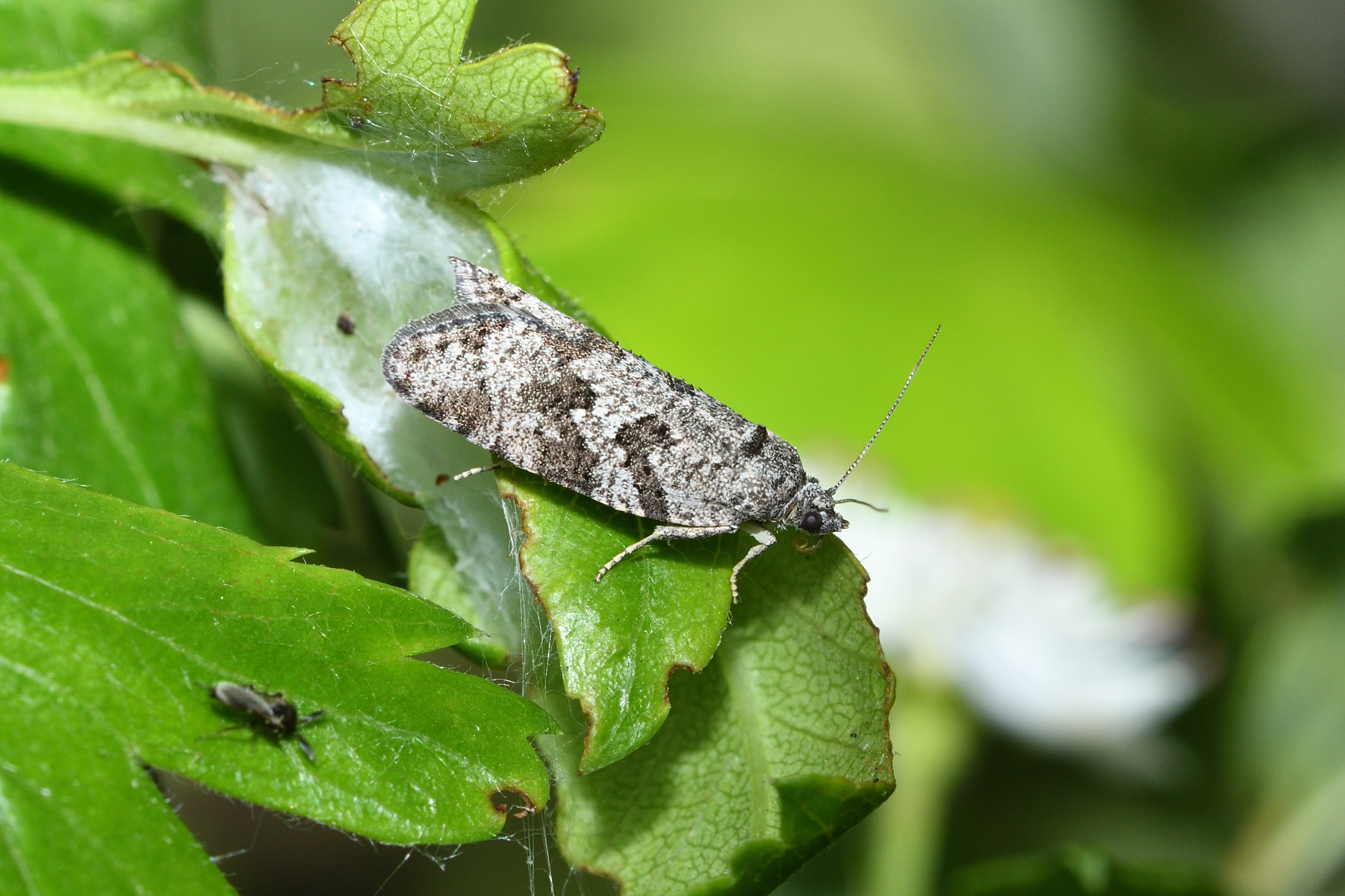 Cnephasia communana - közönséges sodrómoly