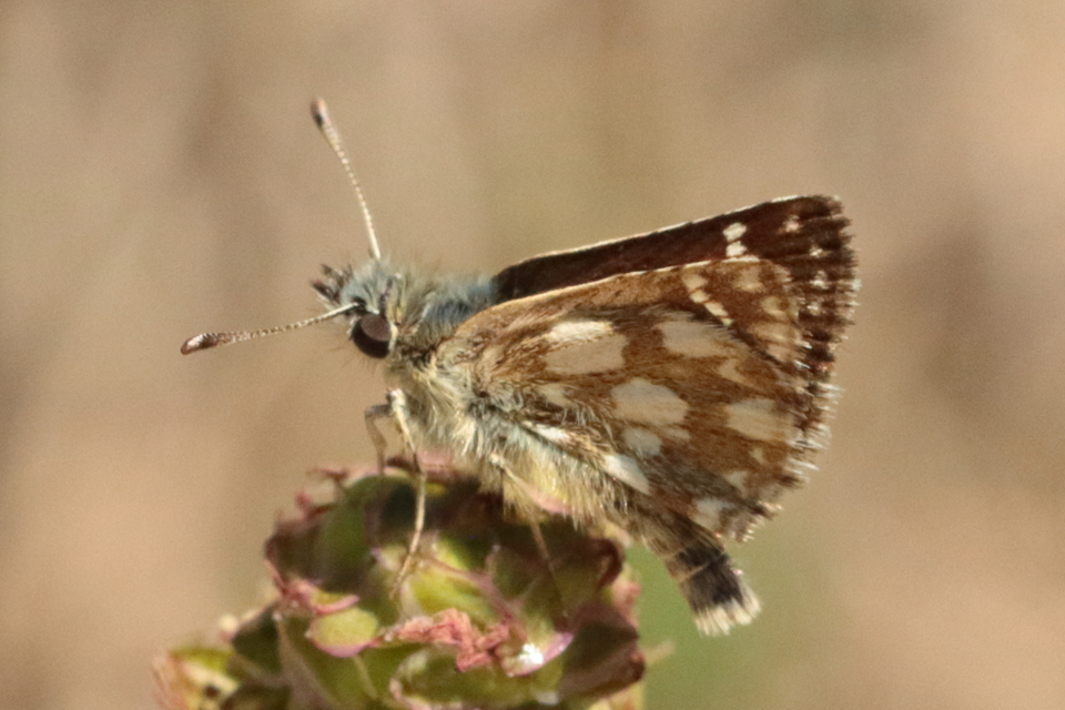 Spialia orbifer - törpe busalepke