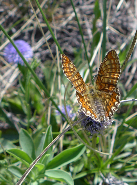 Euphydryas aurinia - lápi tarkalepke