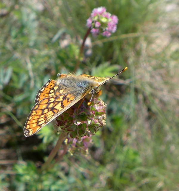 Euphydryas aurinia - lápi tarkalepke