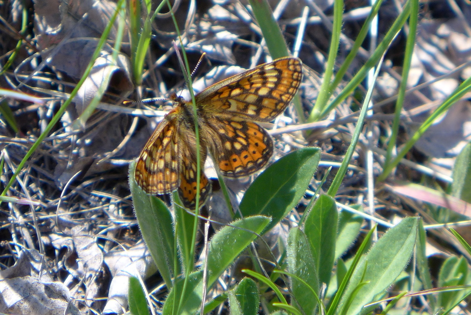Euphydryas aurinia - lápi tarkalepke