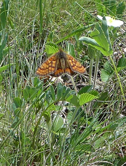 Euphydryas aurinia - lápi tarkalepke