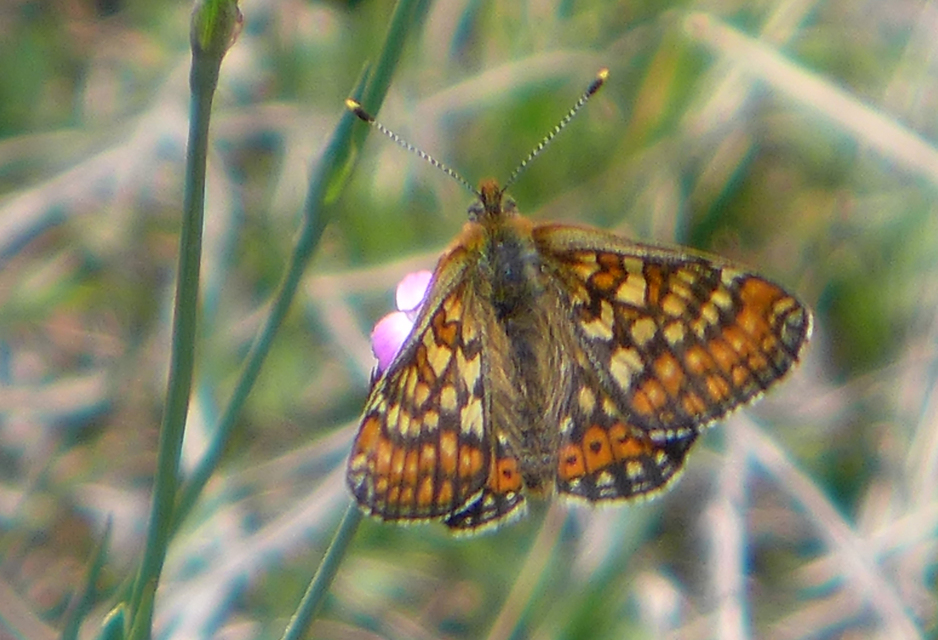 Euphydryas aurinia - lápi tarkalepke