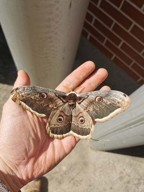 Saturnia pyri - nagy pávaszem