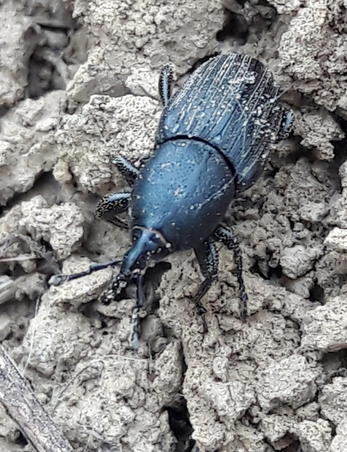 Sphenophorus striatopunctatus - mezei zsuzsok