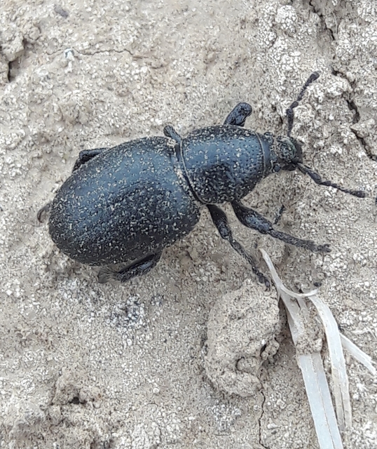 Psallidium maxillosum - fekete barkó