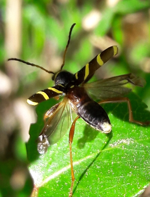 Clytus arietis - közönséges darázscincér