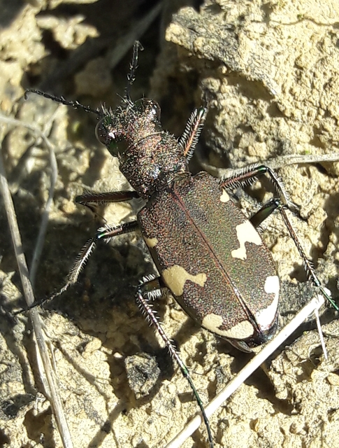 Cicindela sylvicola - erdei homokfutrinka