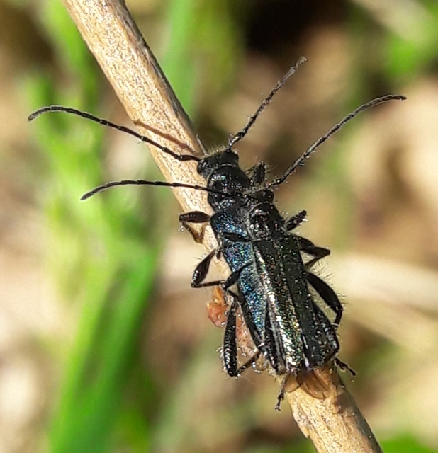 Callimus angulatus - zöld tölgycincér