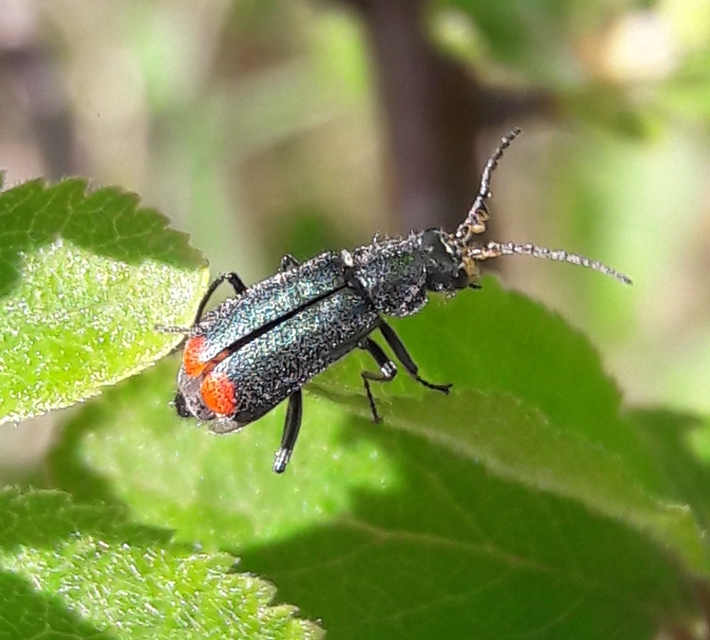 Malachius bipustulatus - kétfoltos bibircsesbogár