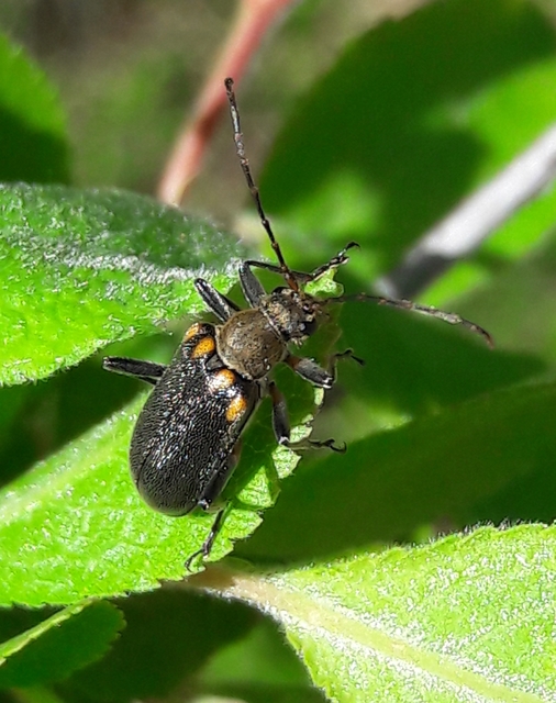 Cortodera humeralis - négyfoltos cserjecincér