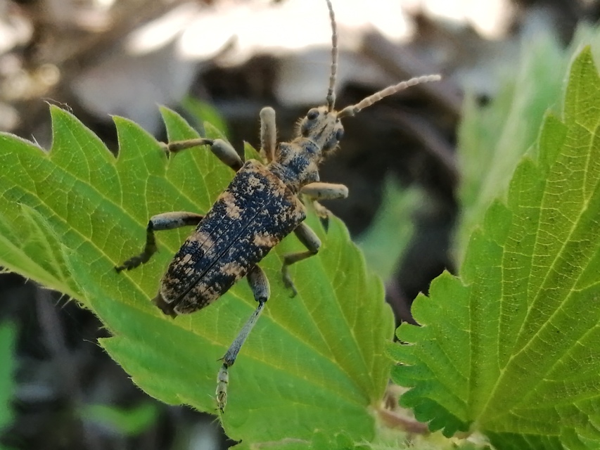 Rhagium sycophanta - tölgyes-tövisescincér