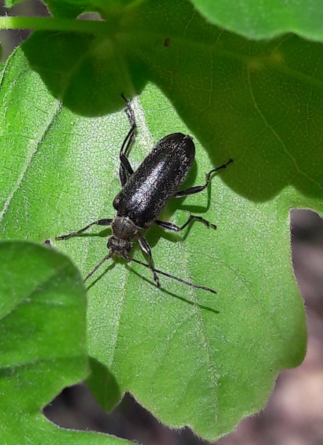 Cortodera humeralis - négyfoltos cserjecincér