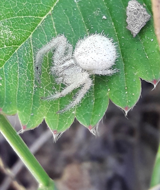 Heriaeus graminicola/hirtus