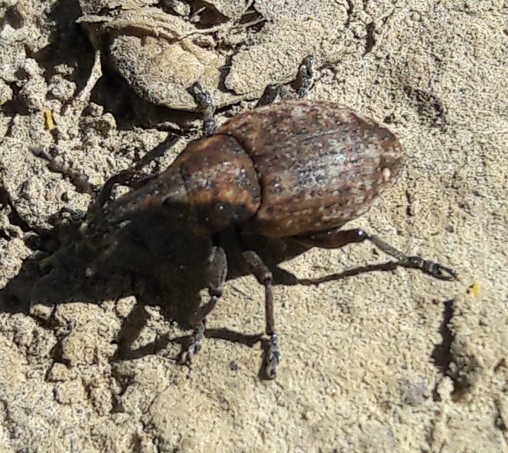 Lepyrus capucinus - pettyes fűzormányos