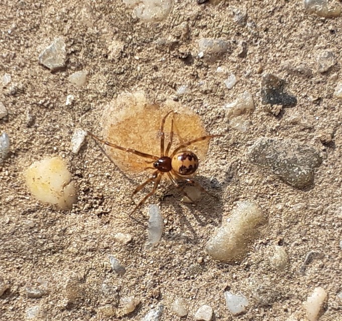 Steatoda triangulosa - háromszöges faggyúpók