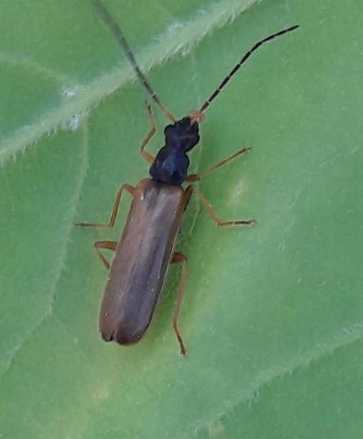 Rhagonycha lignosa - cserjés-lágybogár