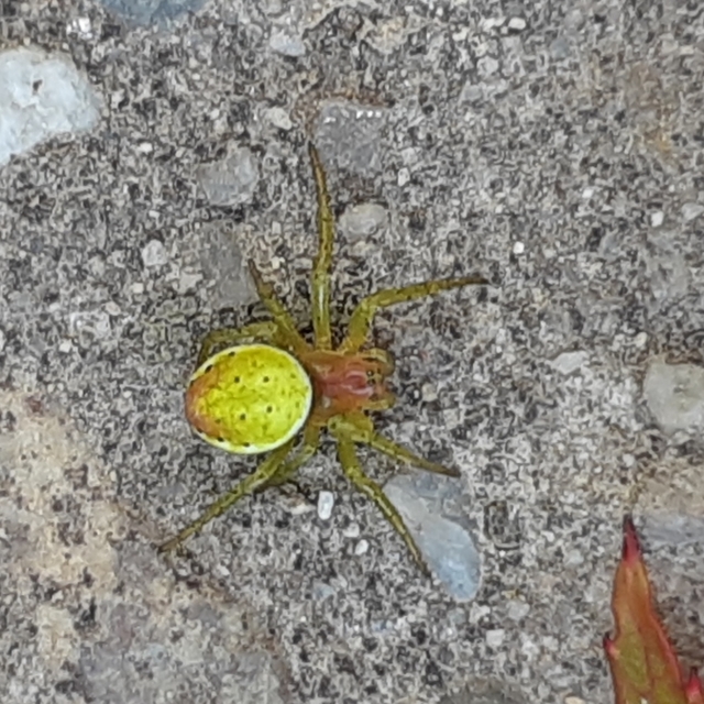 Araniella