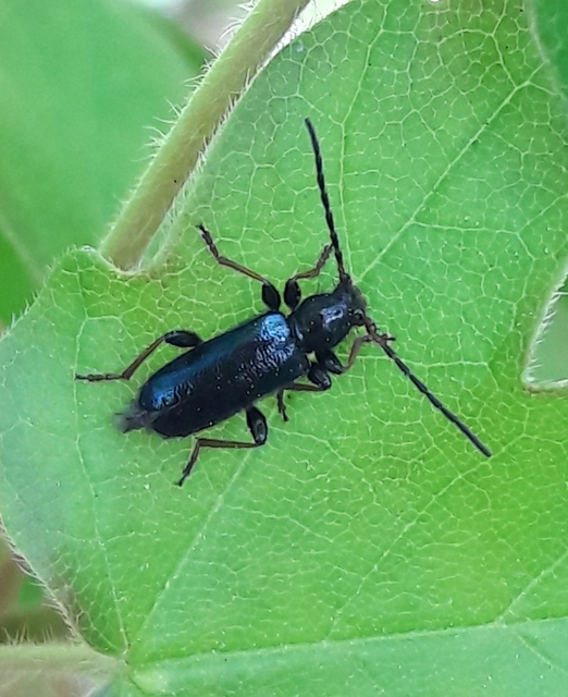 Phymatodes rufipes - kék háncscincér Phymatodes rufipes - kék háncscincér