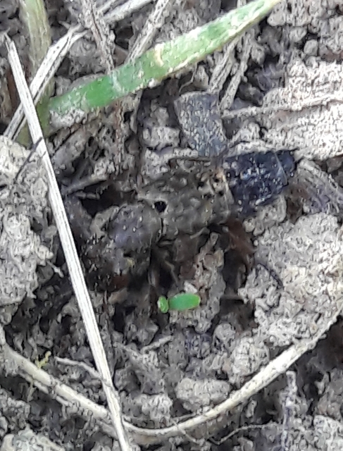 Ontholestes haroldi - sárgatérdű holyva