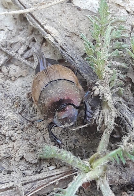 Onthophagus coenobita - rezes trágyatúró