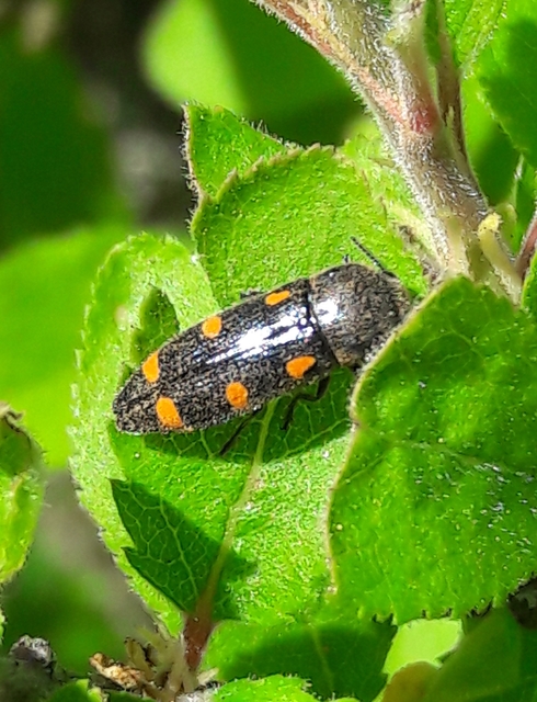 Ptosima undecimmaculata - sárgafoltos díszbogár