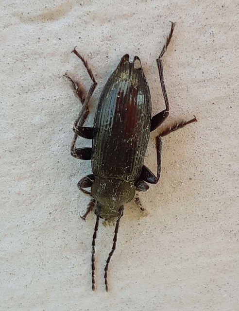 Stenomax aeneus - bronzos gyászbogár