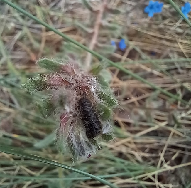 Herpes porcellus - bütyköshátú ormányos